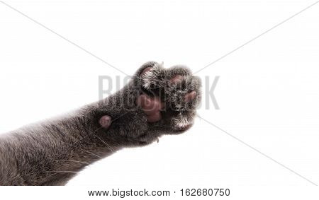 home  animal gray cat paw on white background