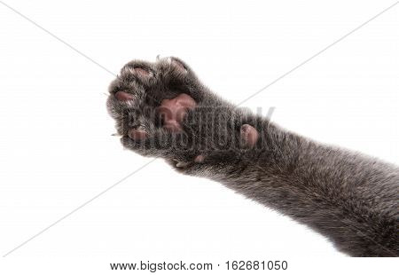 animal gray cat paw on white background