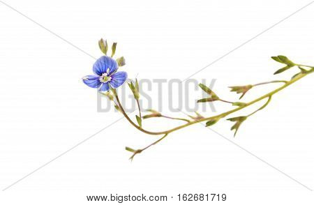small blue flower on a white background