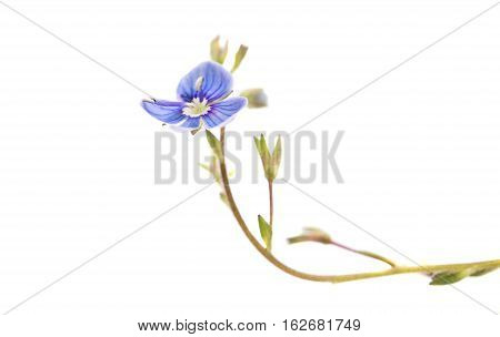 small blue flower on a white background