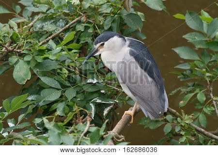 Black-crowned Night Heron