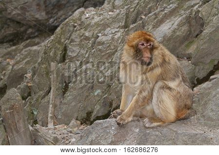 Barbary Macaque (macaca Sylvanus) On The Background Of Rocks.