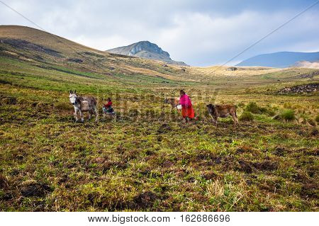 Ozogoche Ecuador December 19 2015: Farmers from the community of Ozogoche growing the field in the highlands of Ecuador