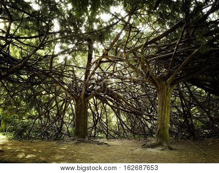 Two Strange Trees With Interlaced Branchs
