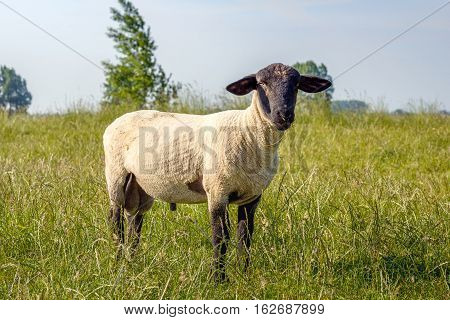 Curiously looking and grass eating freshly shorn Suffolk ram in the grass of the of an embankment on a sunny day in the Dutch summer season.