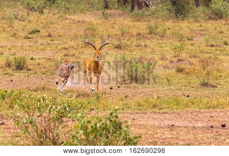 Photo series: Cheetah hunting for big Impala. The very fast episode. Masai Mara, Kenya