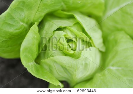 butterhead lettuce or lettuce in the vegetable garden