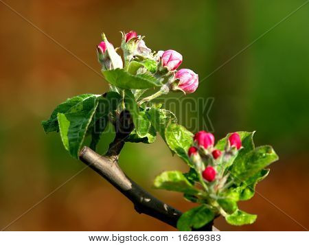 Apple bloemen