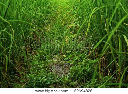 Field of rice plant.beautiful green of rice plant.