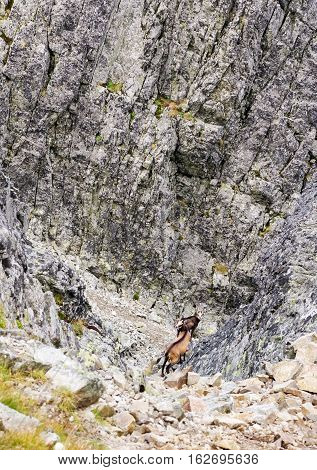 Chamois in High Tatras mountains at Slovakia