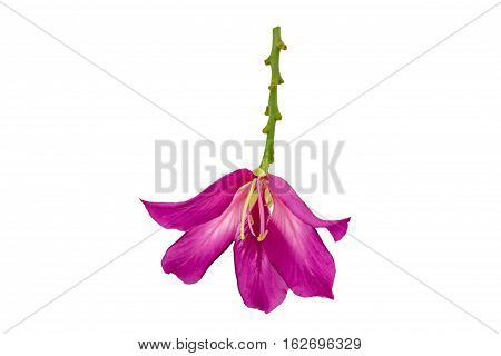 Closed up pink Bauhinia purpurea isolate flower or Butterfly Tree Orchid Tree isolated on white background.Saved with clipping path.