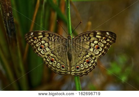 Butterfly on nature.beautiful of butterfly.I like butterfly.