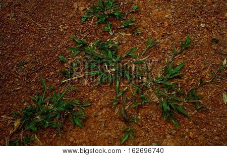 Grass on red soil.It dirty but I like.