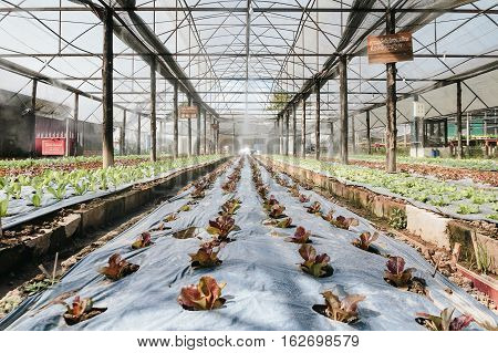 Green Vegetable hydroponics farm , selective focus.