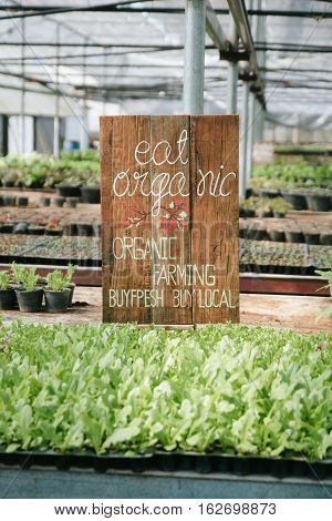 Green Vegetable hydroponics farm , selective focus.