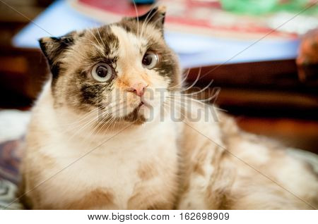 cat breed of lop-eared close up with unfriendly muzzle