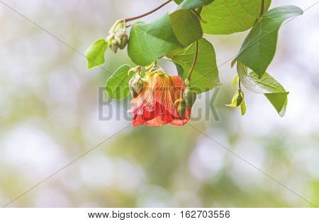 Beautiful of Hibiscus tiliaceus flower on natural light and light bokeh background in mangrove forest of Thailand.