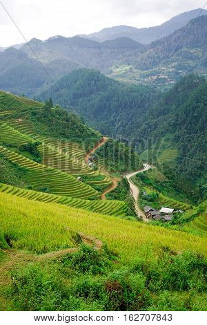 Landscape Of Terraced Rice Fields In Vietnam