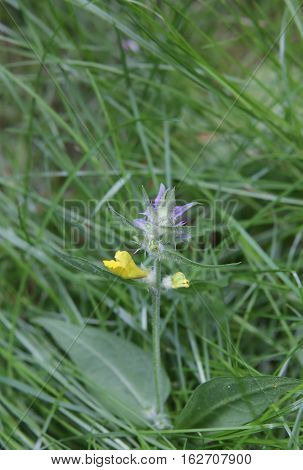 Flowering Plant Of The Cow Wheat Species Melampyrum Nemorosum