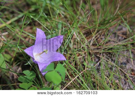 Flowering Of The Nettle Leaved Bellflower (campanula Trachelium)
