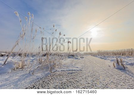 sunrise in winter. Location: Comana Natural Park Romania.