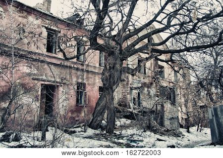 Intertwined old trees on the background of an abandoned dilapidated old mansion