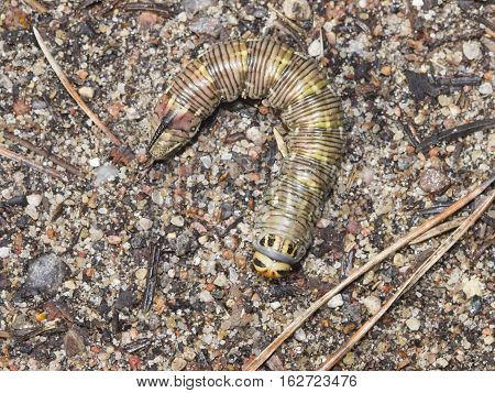Pine hawk-moth Sphinx pinastri caterpillar on ground macro selective focus shallow DOF