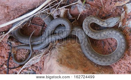 Western Terrestrial Garter Snake - Thamnophis elegans