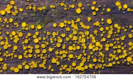 Very small fungus yellow fairy cups or lemon discos, Bisporella citrina, on old wet wood macro texture, selective focus.