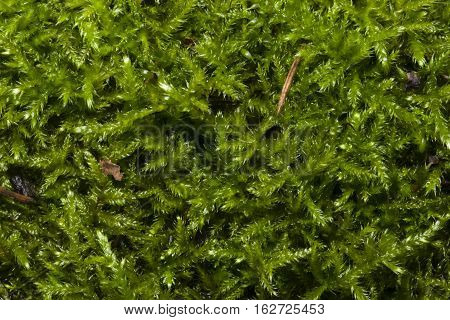 Green moss texture or background macro selective focus shallow DOF