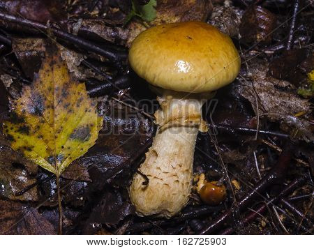 Contrary webcap Cortinarius varius poisonous mushroom in forest close-up selective focus shallow DOF