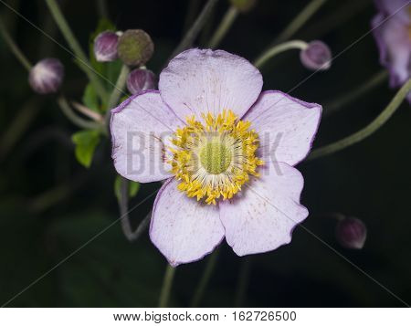 Japanese Anemone Anemone hupehensis flower macro at flowerbed with dark bokeh background selective focus shallow DOF