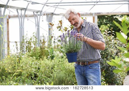 Mature Man Choosing Plants At Garden Center