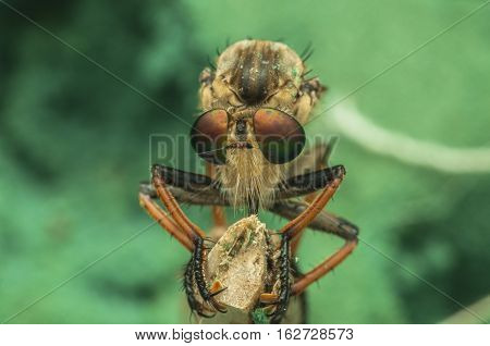 Robber fly eyes taken as macro shot extreme