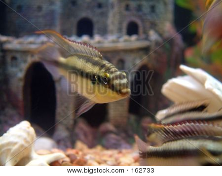 Kribensis