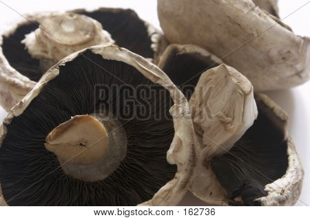 Funghi