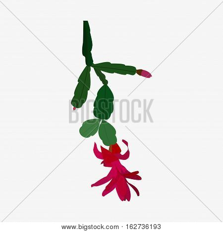 Zygocactus Icon Isolated
