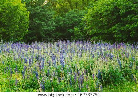 The Glade Of Wild Blossom Flowers Lupine In Summer Spring Meadow Field In Sunset Sunrise. Greenwood Background. Lupinus, Lupin Or Lupine, Is A Genus Of Flowering Plants In The Legume Family, Fabaceae.