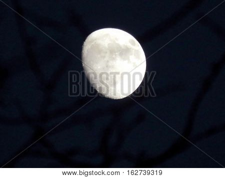 Waxing gibbous moon over tree in Thornhill Canada December 10 2016
