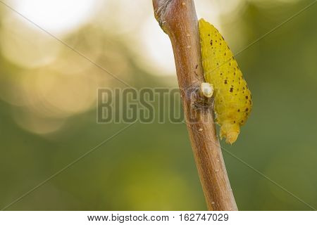 Butterfly worm (Iphiclides feisthamelii) eating on the branch of a tree