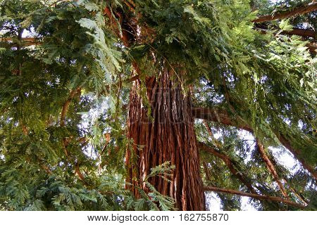 Standing under one of California's National Redwoods amazed by the beauty of nature.
