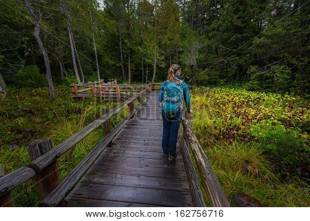 Backpacker On  Darlingtonia Walkway At Sutton Creek Campground, Siuslaw National Forest, Oregon, Usa