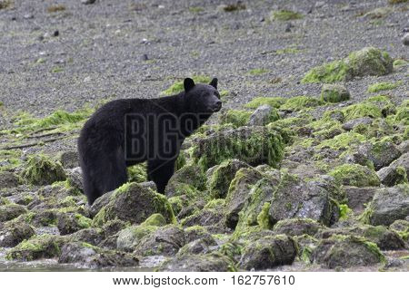 Wild black bear standing on a beach at low tide Tofino British Columbia Canada