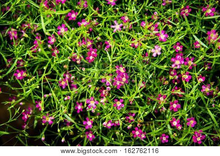 Bush of pink and red Gypsophila flower babysbreath gypsophila- hanging garden