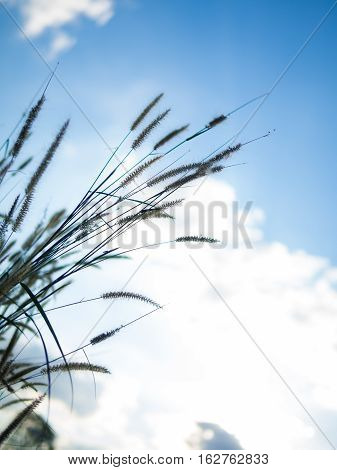 Desho grass Pennisetum pedicellatum and blue sky background warm light