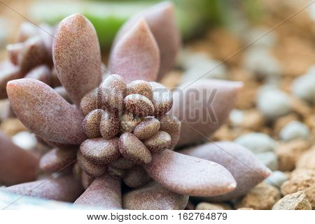 succulent plant closeup commonly known as "hen and chicks"