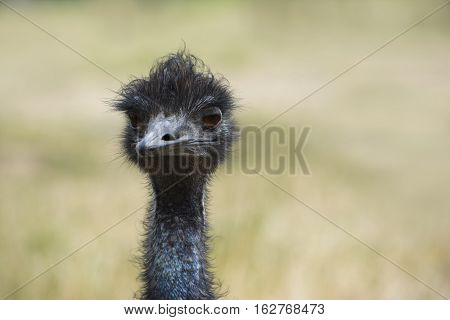 Head and neck shot of an Emu (Dromaius Novaehollandiae) facing forward. Shallow depth used leaving the natural background soft and blurred.