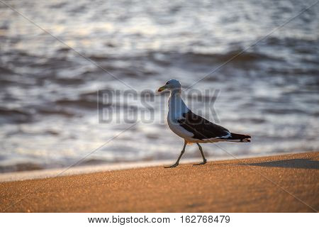 Walking seagull on the edge of the Atlantic Ocean during beautiful sunrise at Praia Vermelha Beach near the Sugarloaf Mountain, Rio de Janeiro, Brazil