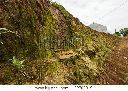 a pile of soil with grass photo moss taken in Bogor Indonesia java