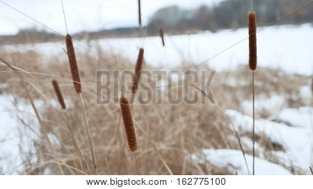 cattail reeds dry grass on the river in snow winter landscape Russia